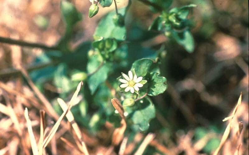 Don’t wait until spring to tackle annual lawn weeds
