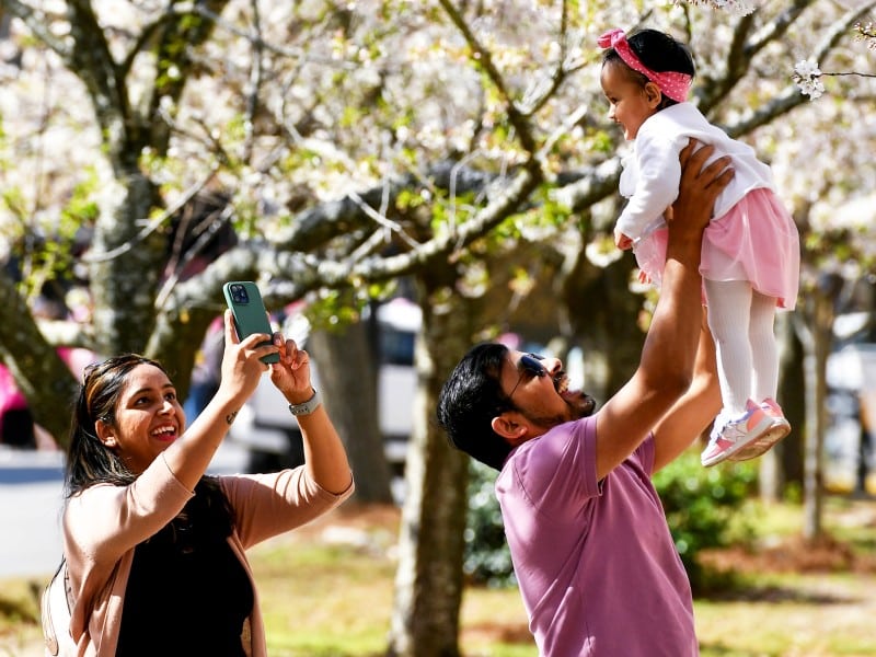 A man lifts a smiling baby toward blooming cherry blossoms while a woman takes their photo beneath the trees during Macon’s 2025 International Cherry Blossom Festival.