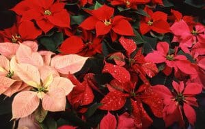 Poinsettias bring color to the holiday season
