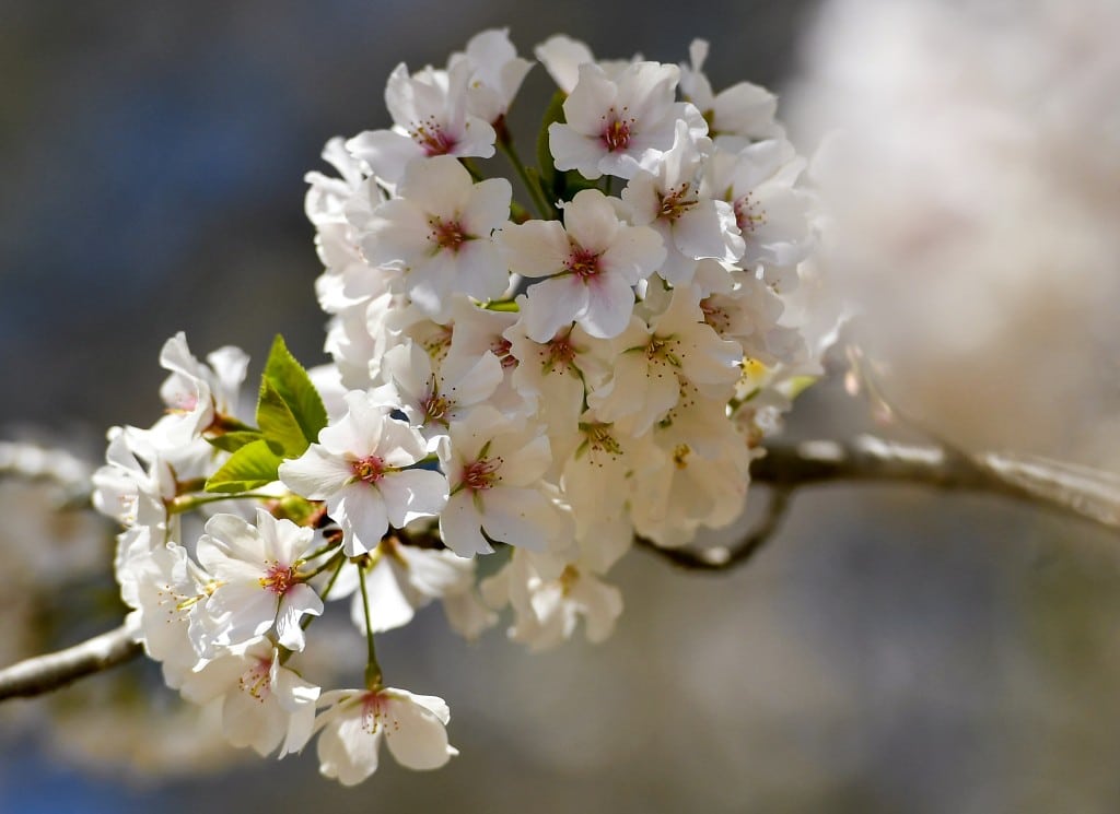 A cherry blossom early in its bloom. Cherry trees require hundreds of hours in colder temperatures to bloom.