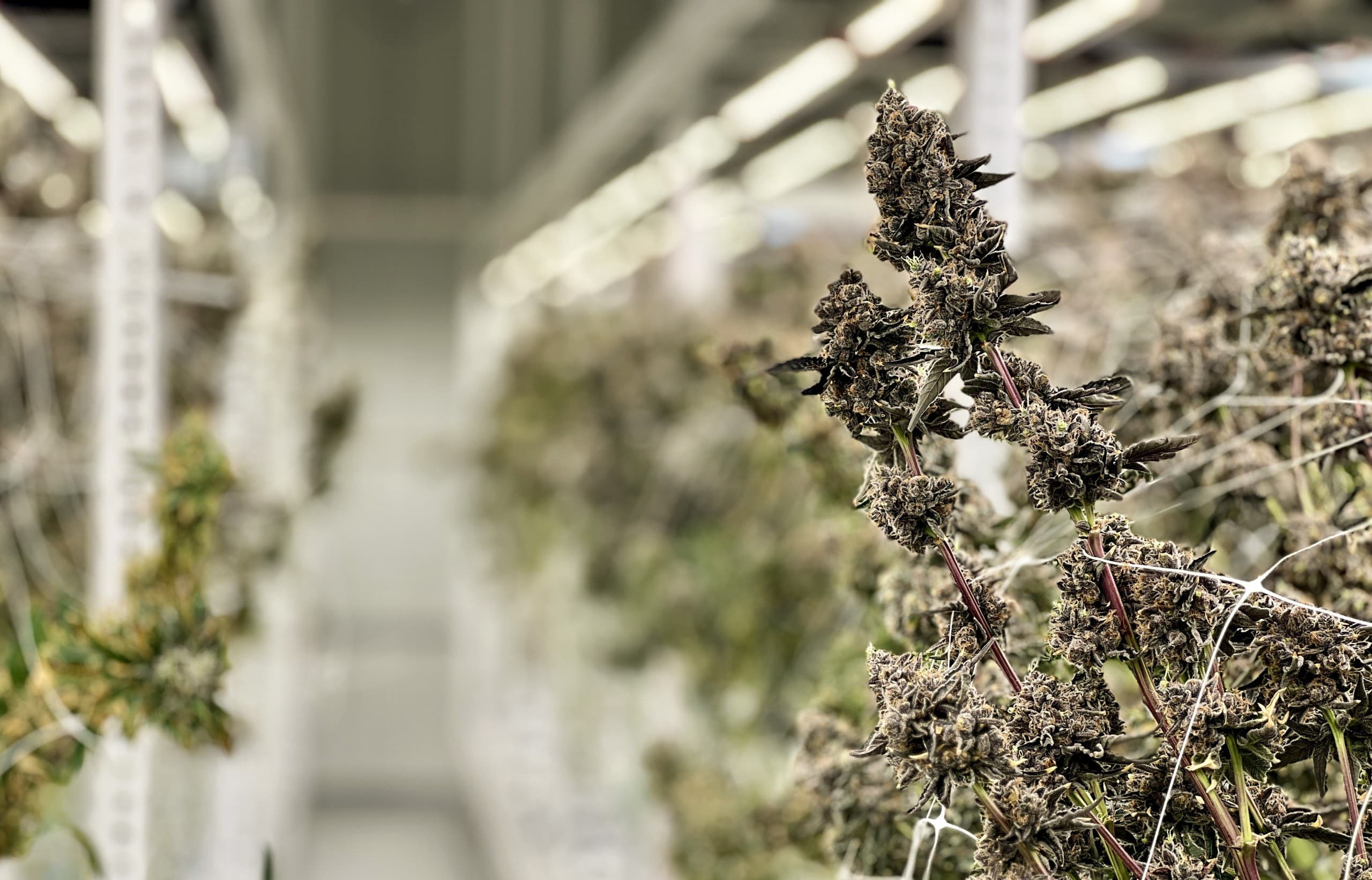 Assembly adjourns: Medical marijuana, historic tax credit bills go to governor