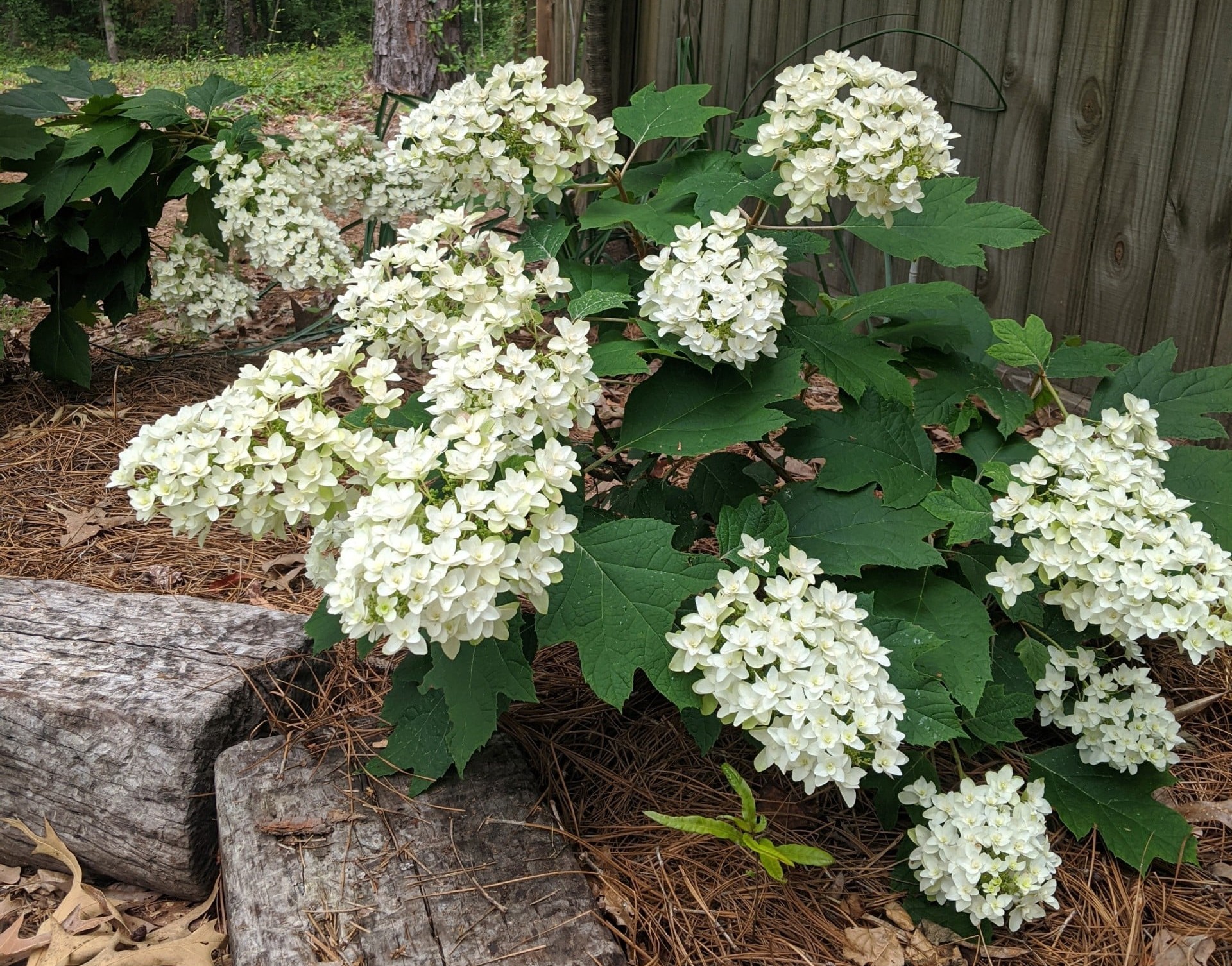Native hydrangeas for the southern landscape – The Macon Melody